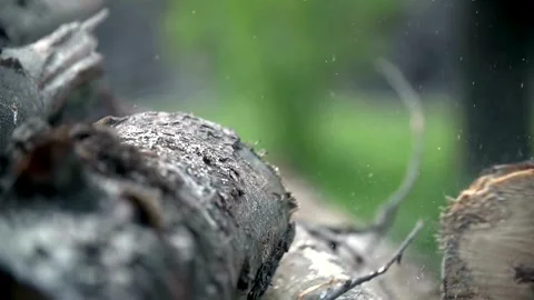 Woodcutter with Chainsaw on forest work. Worker cuts down a tree, A lumberjack 動画素材 336570722