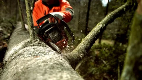 Woodcutter with Chainsaw on forest work. Worker cuts down a tree, A lumberjack Stock Footage 336570930