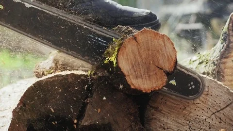 The Woodcutter Cuts Off a Small Tree Trunk Stock Footage 75467229