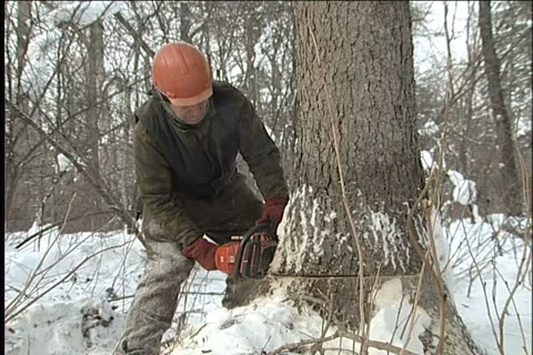 Woodcutter 스톡 동영상 914324