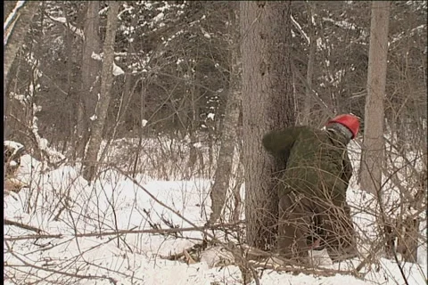 Woodcutter Stock-Footage 914462