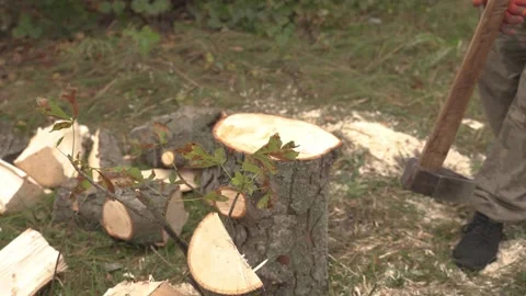 A woodcutter splits a large birch log with a heavy ax. Stock Footage 218467417