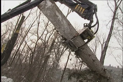 Woodcutter,  tractor Video stock 914779