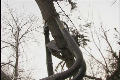 Woodcutter,  tractor Видео 914872