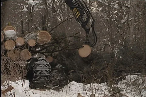 Woodcutter,  tractor Video stock 914983
