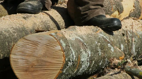 Woodcutter working in a forest. Stockbeeldmateriaal 37553005