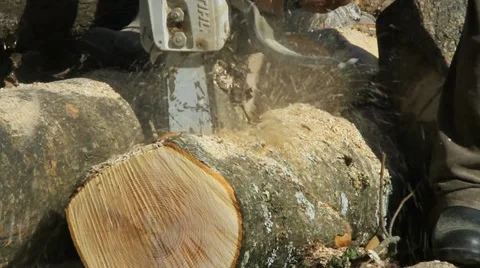 Woodcutter working in a forest. Stockbeeldmateriaal 37553051
