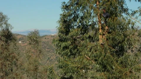 Woodcutter working on a tree, before cutting it down. Video stock 10895919
