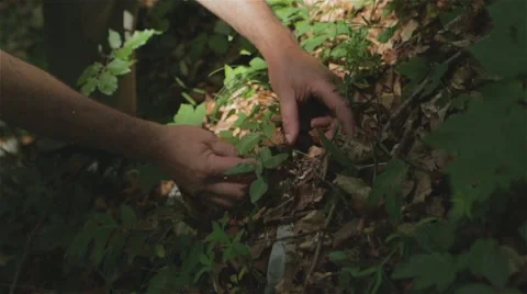 Woodcutters cutting a tree 05 Stock Footage 54595321