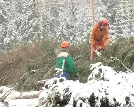 Woodcutters work cut tree Stock Footage 10821047