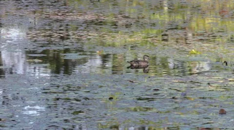 Woodduck Hen 스톡 동영상 12628746