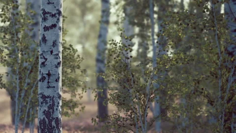Wooded area with birch trees and green foliage in a forest setting Stock Footage 340234073