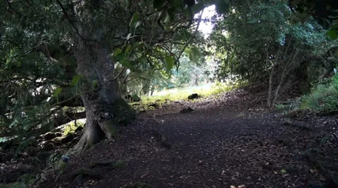 Wooded area Stock Footage 36747845