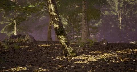 Wooded area with sunlight creating patterns on forest floor Stock Illustration