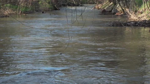 A wooded area through which a river flows. Stock Footage 187685752