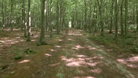 Wooded forest path flight at head height through trees, UK Stock Footage 245353989