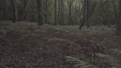 Wooded Forest With Path In North Downs, England - tilt up shot Stock Footage 162452576
