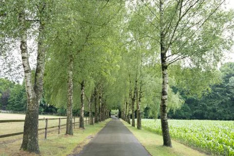 Wooded forest trees Stock Photos