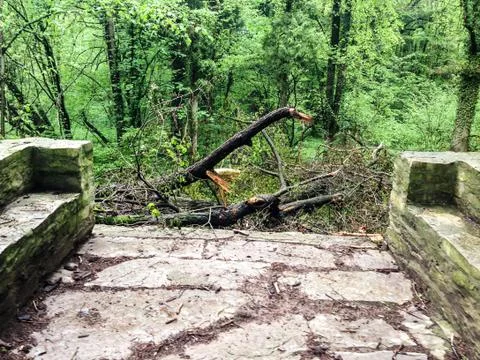 Wooded forest trees Stock Photos