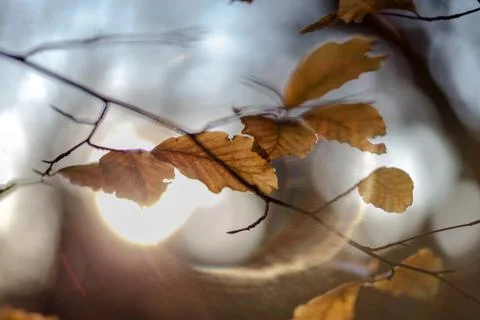 Wooded forest trees Stock Photos