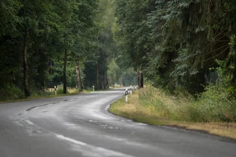 Wooded forest trees Stock Photos