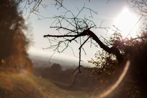 Wooded forest trees Stock Photos