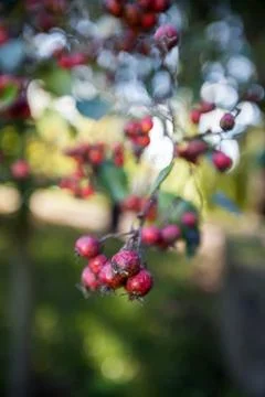 Wooded forest trees Stock Photos