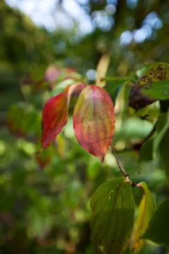 Wooded forest trees Stock Photos