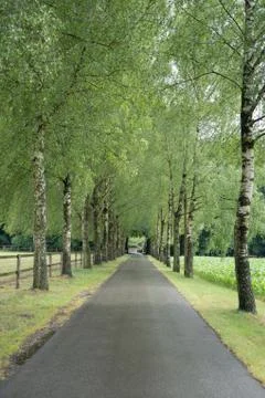 Wooded forest trees Stock Photos