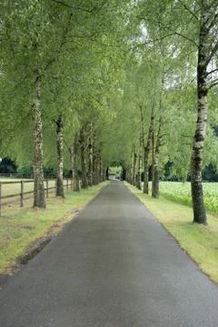 Wooded forest trees Stock Photos