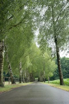 Wooded forest trees Stock Photos