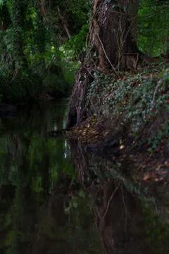 Wooded forest trees Stock Photos