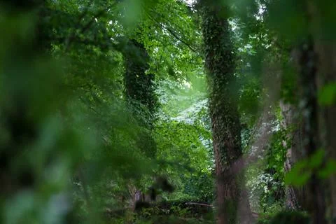 Wooded forest trees Stock Photos
