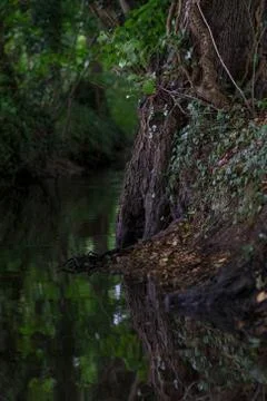 Wooded forest trees Stock Photos