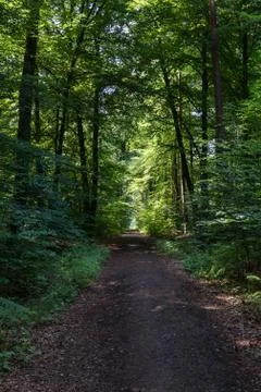 Wooded forest trees Stock Photos