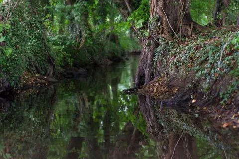 Wooded forest trees Stock Photos