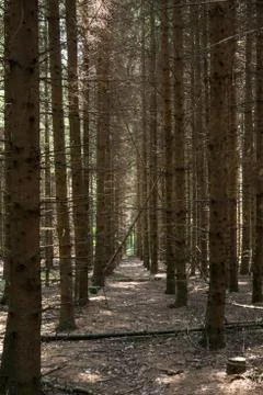 Wooded forest trees Foto stock