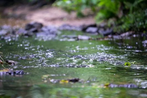 Wooded forest trees Stock Photos