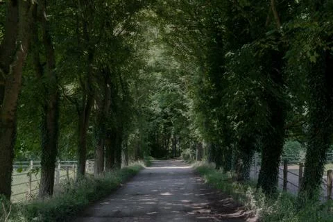 Wooded forest trees Stock Photos