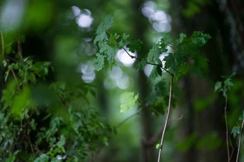 Wooded forest trees Stock Photos