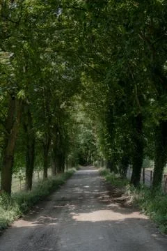 Wooded forest trees Stock Photos