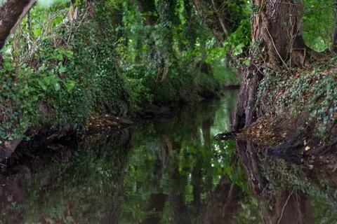 Wooded forest trees Stock Photos