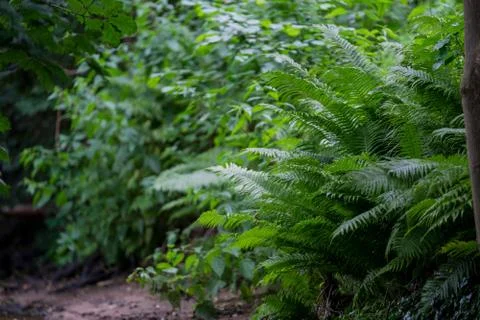 Wooded forest trees Stock Photos