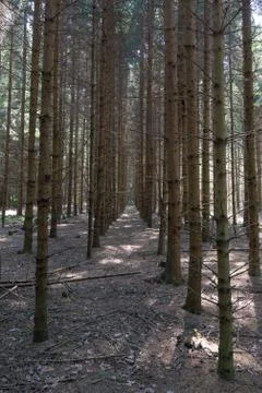 Wooded forest trees Stock Photos