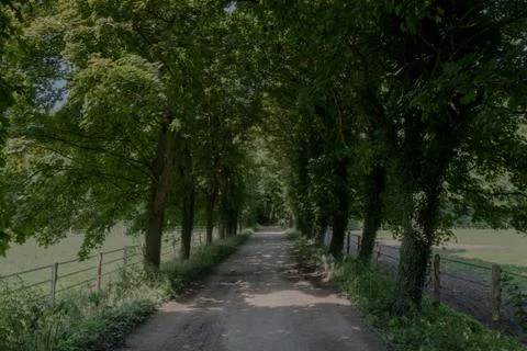 Wooded forest trees Stock Photos