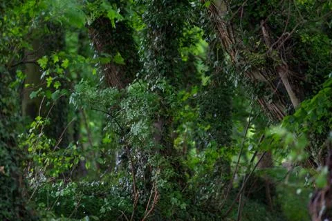 Wooded forest trees Stock Photos