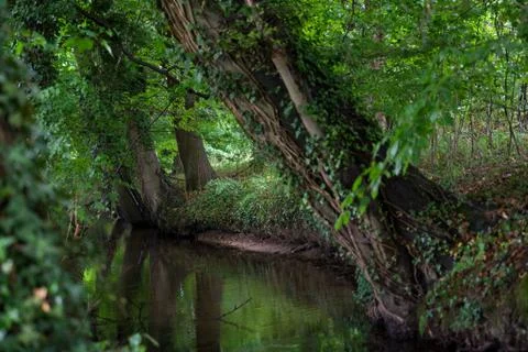 Wooded forest trees Stock Photos