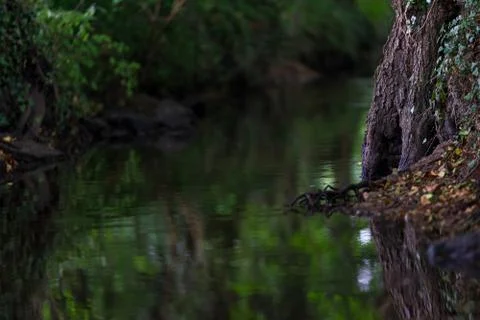 Wooded forest trees Stock Photos