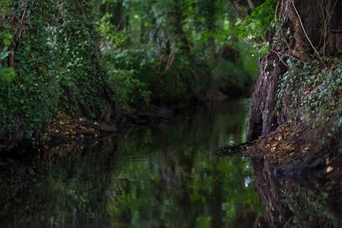 Wooded forest trees Stock Photos