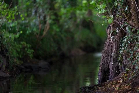 Wooded forest trees Stock Photos
